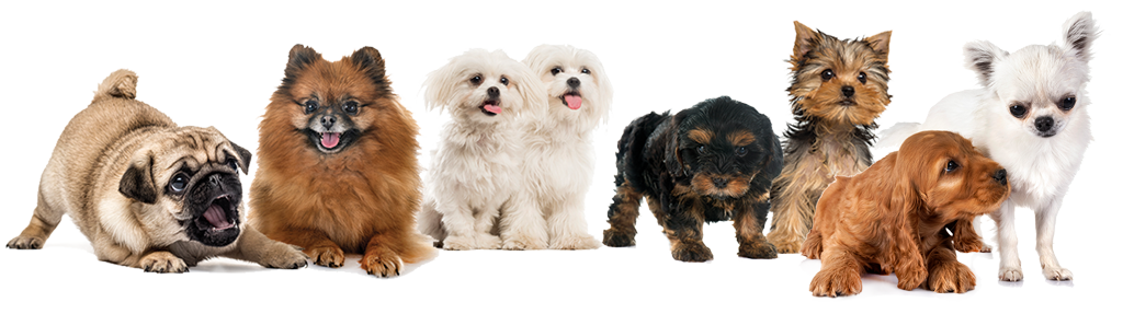 dogs_only