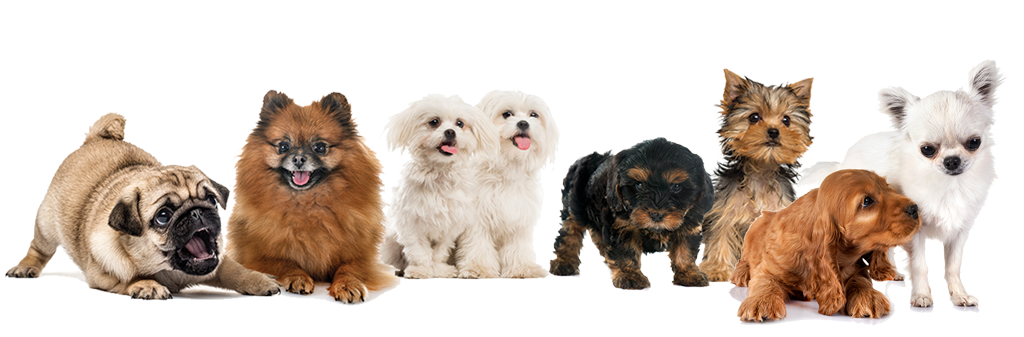 dogs_only