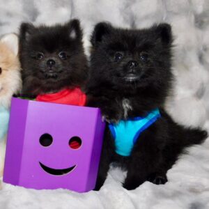 Chiots_Pomeraniens_male_26_mars_2026_008_7w