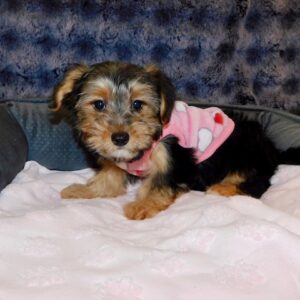 TinyMorkie_2_001_3q-1