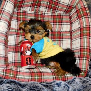 YorkieTerrier_2_001_3y
