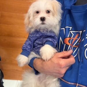 chiot_malshi_001_1w-1