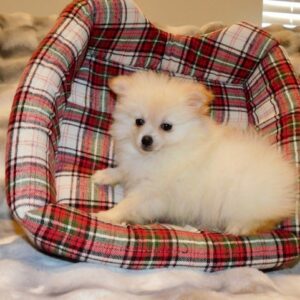 chiot_pom_male_teacup_001_1q