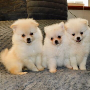 chiot_pomeranien_blanc_001_pp9