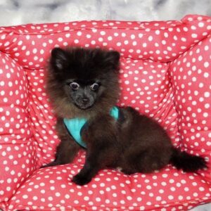 chiot_pomeranien_noir_001