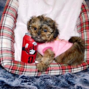 chiot_shihtzuImperial_001_3a-4