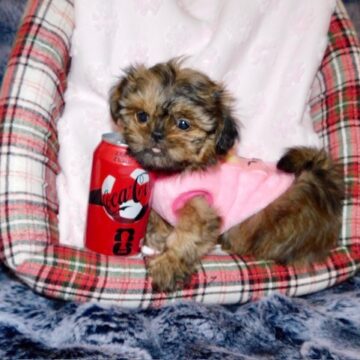 chiot_shihtzuImperial_001_3a-4