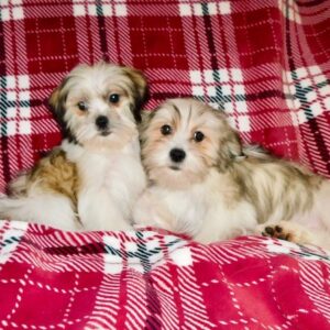 malshi_tinyToy_001_7a-1