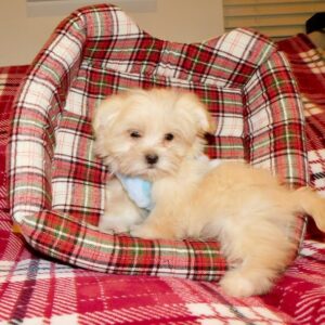 malshi_tinyToy_001_9z