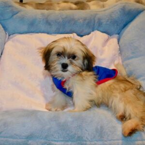 malshi_tiny_toy_3_3e