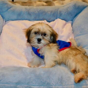 malshi_tiny_toy_3_3e