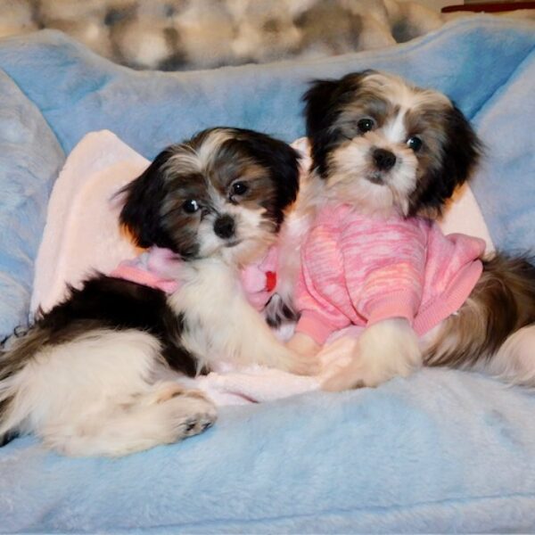 tiny_morkie_001_2a