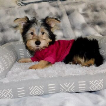 yorkie_terrier_001_5a-1